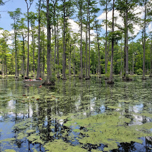 Cypress Gardens: A New Perspective - logo